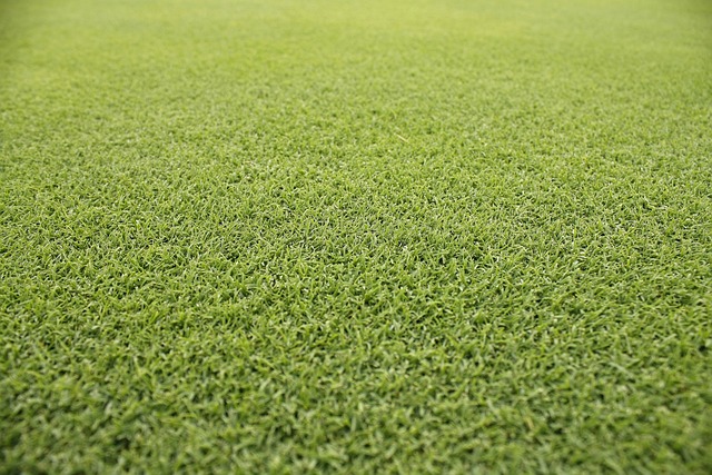 grass, summer, nature