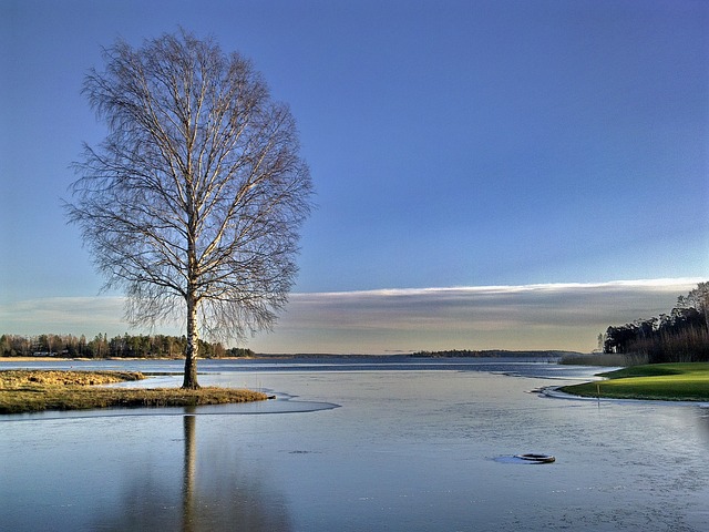 winter, lake, tree